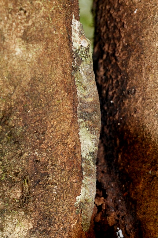 leaf-tailed gecko